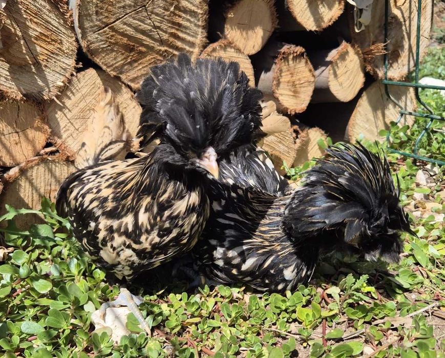 Galinhas jovens– Pekin Lavanda, Brahma e Padovana