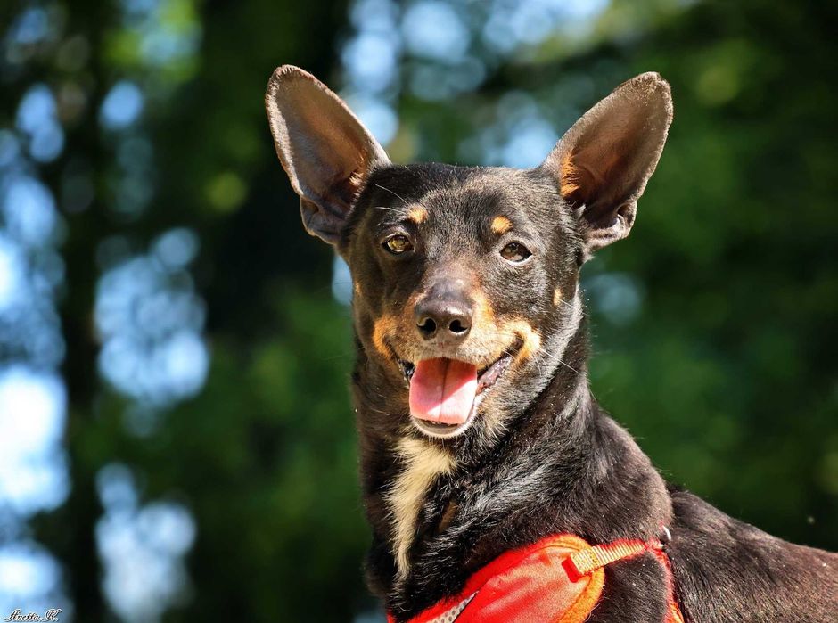 Śliczny MIKI w typie pinczer do adopcji!