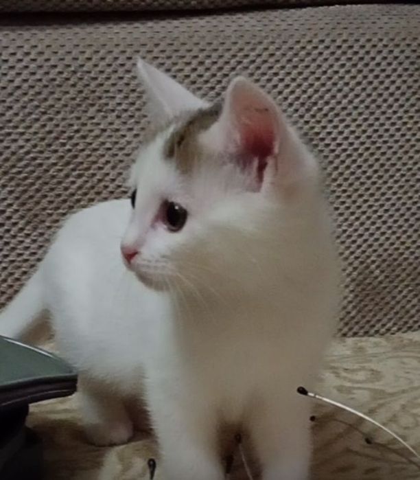 Кошеня.  хлопчик