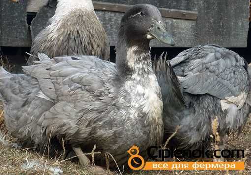 Инкубационое яйцо утки Голубой фаворит