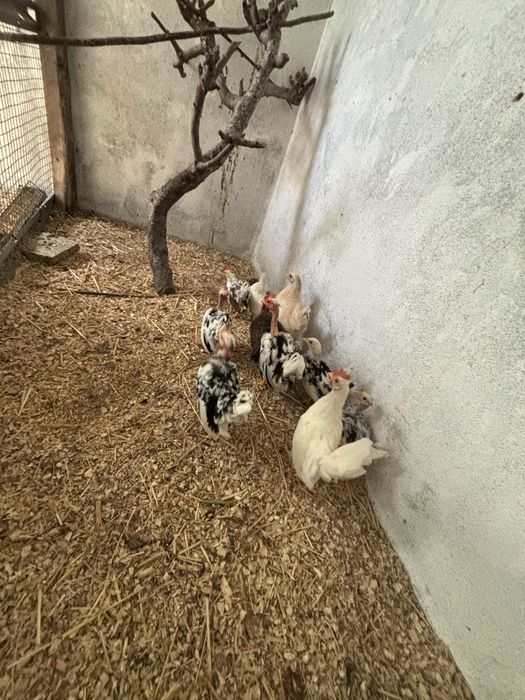 Casais de garnizas do pescoço pelado e pescoço coberto