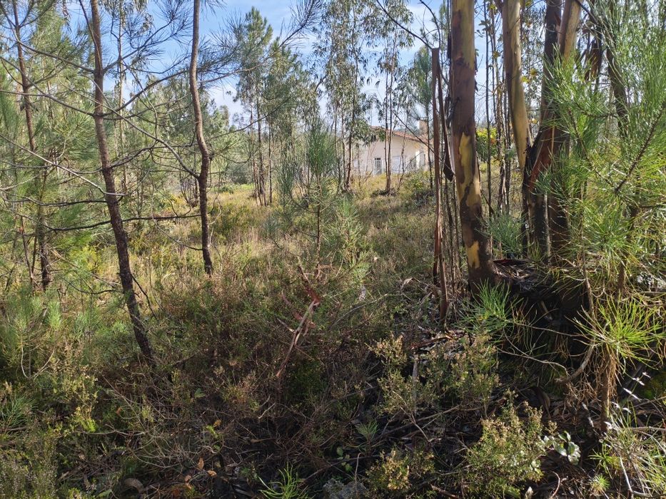 Terreno na Almagreira Construtivo
