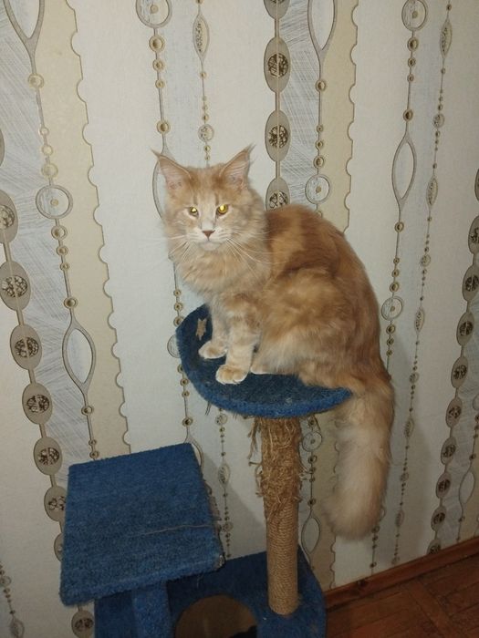 Віддам в добрі руки Мейкуна