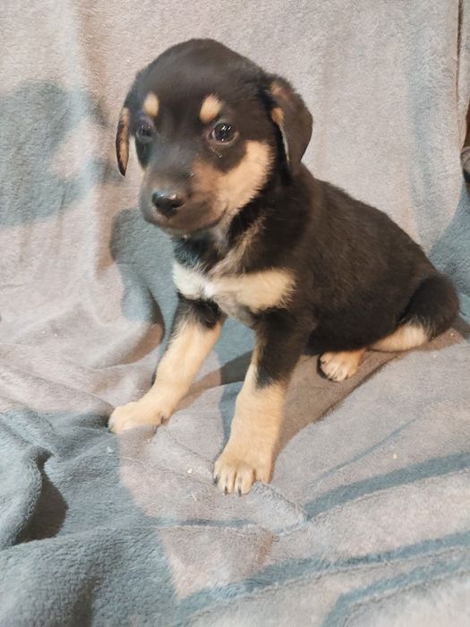 Oddam za darmo suczkę szczeniaka  z małych piesków.