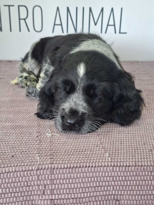 Cachorro Cocker Spaniel Inglês TOP