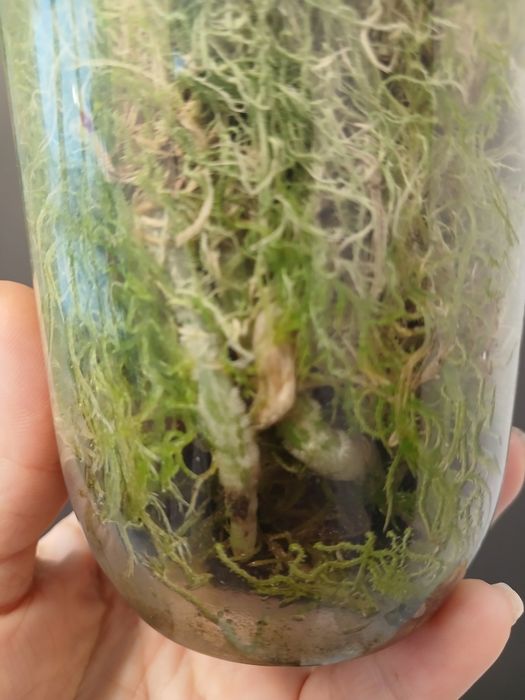 Орхідея триліпс продам