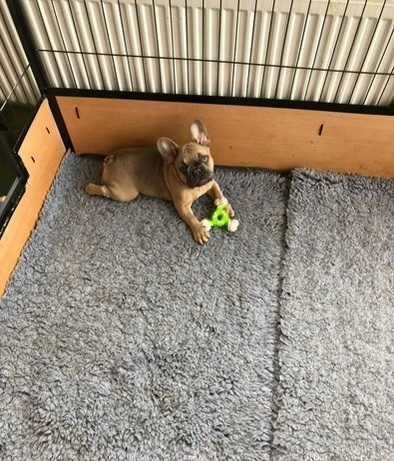 Дуже чекають свою родину! Щенята французского бульдога