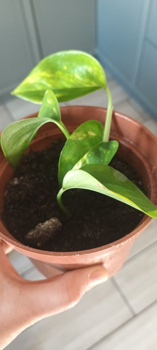 Kwiat epipremnum  ukorzeniony