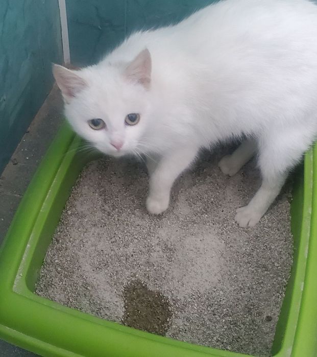 Біленька красуня шукає теплий дім.