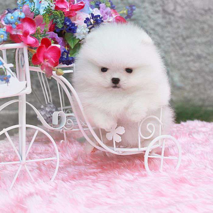 Померанский шпиц