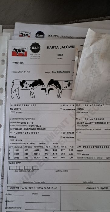 Jałówka cielna,jałówki  wysokocielne bezrożne