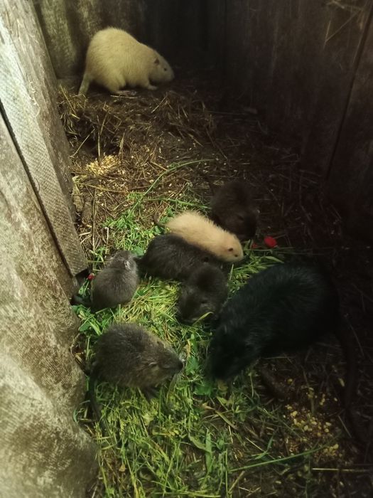 Продам молодих звірів 1,5-2,5місяці