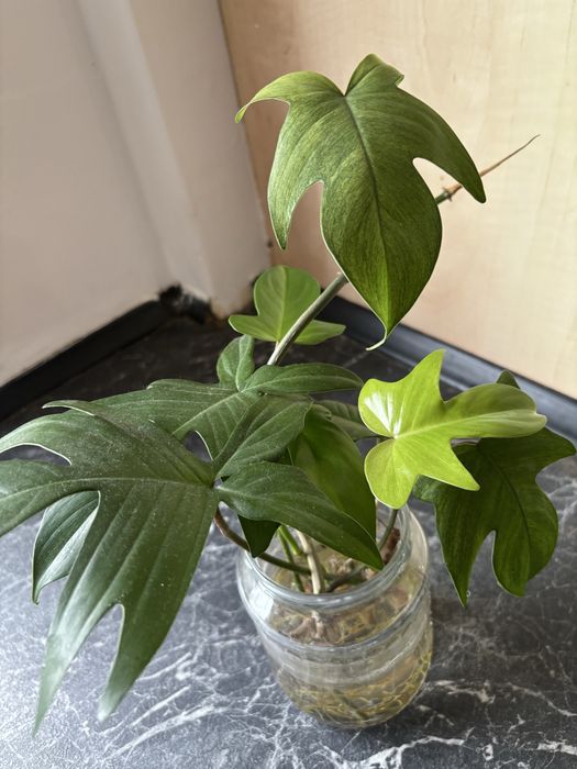 Philodendron Florida Ghost Variegata