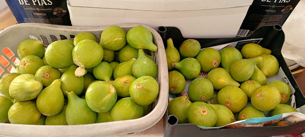 Figos pingo de mel biológicos