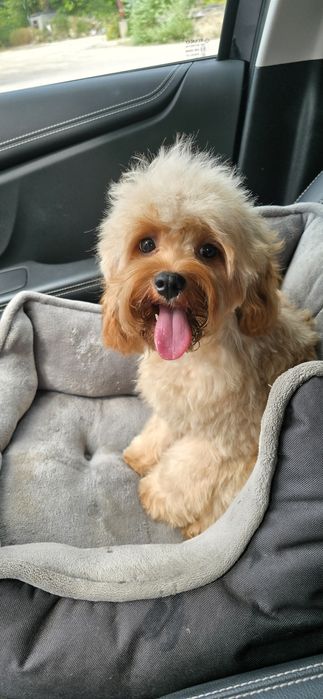 Cavapoo/ dziewczynka