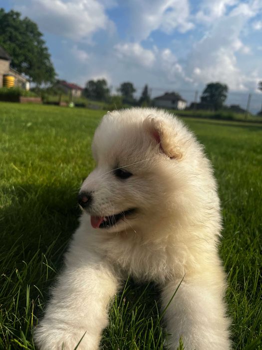 Szczenię Samoyed