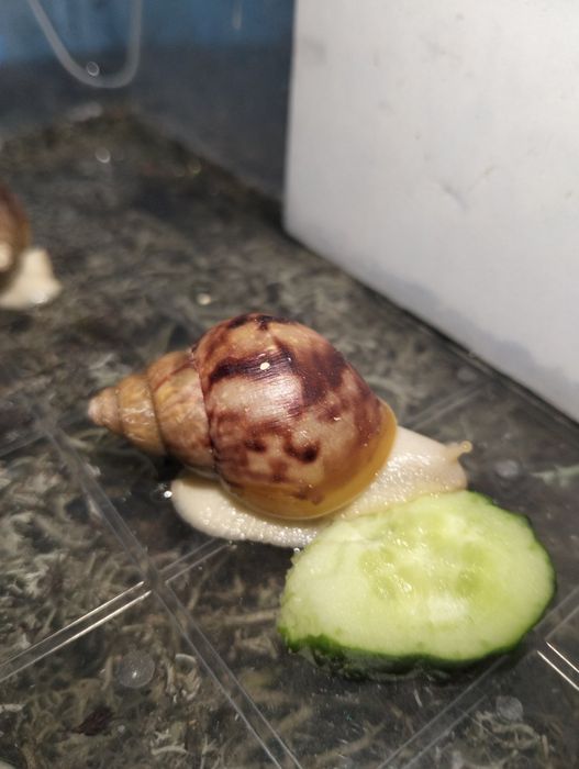 Продам равликів Ахатину