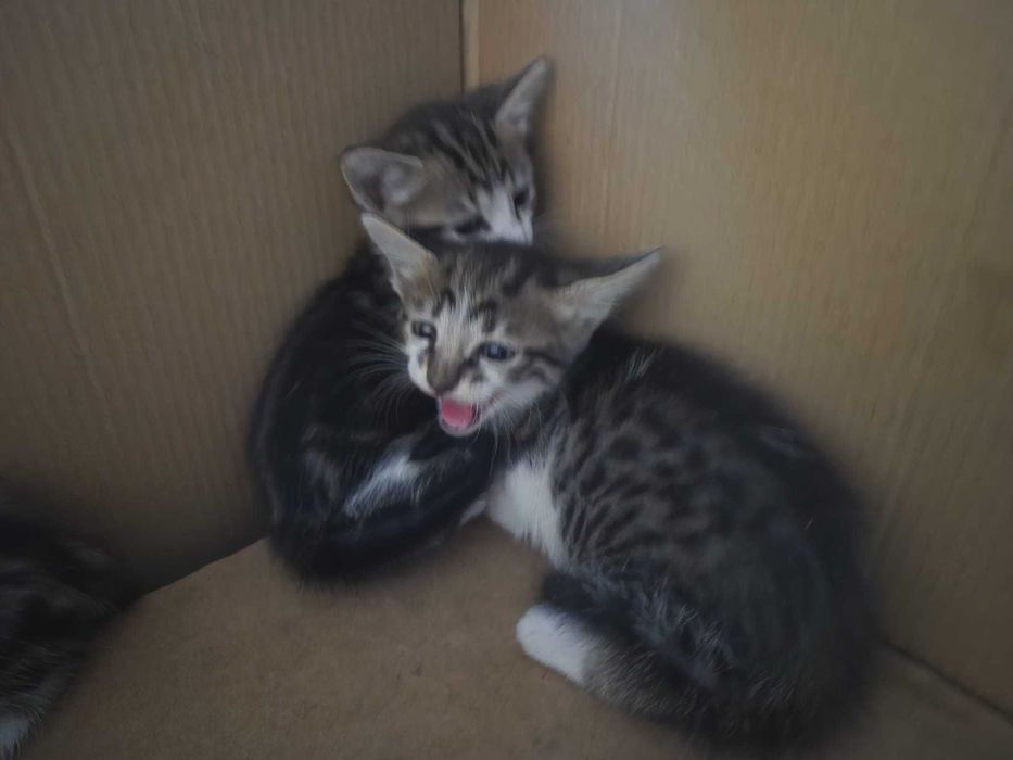 Gatos para adoção