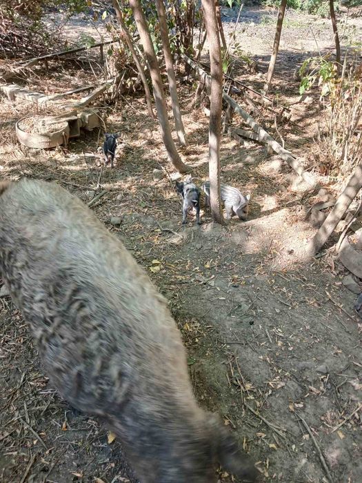 Венгерска мангалица свиня з 15 жовтня