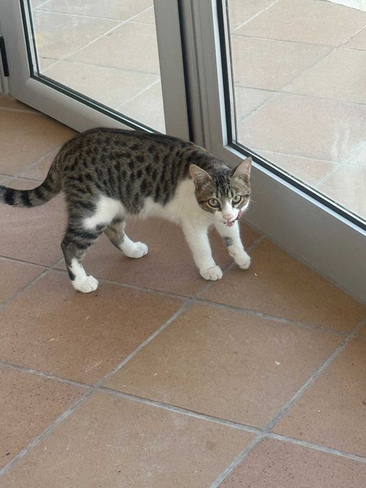 Doação de gatinho