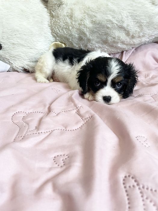 Cavalier dziewczynka tricolor