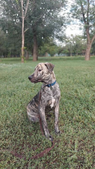 Віддам собаку безкоштовно