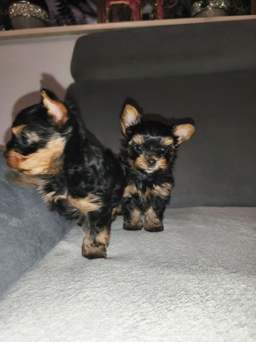 Yorkshire Terrier. Piesek XS z rodowodem. Mini śliczne
