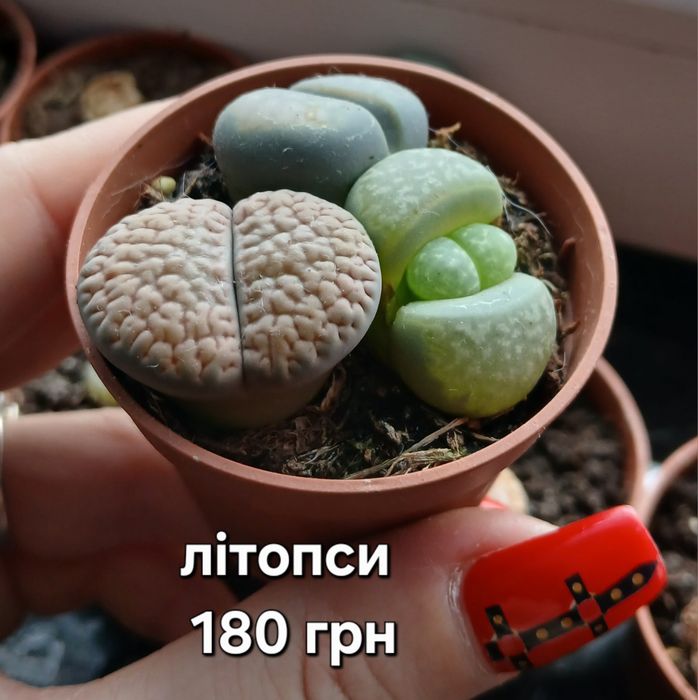 Літопси, сукуленти
