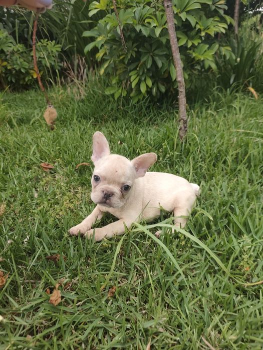 Buldogue francês macho