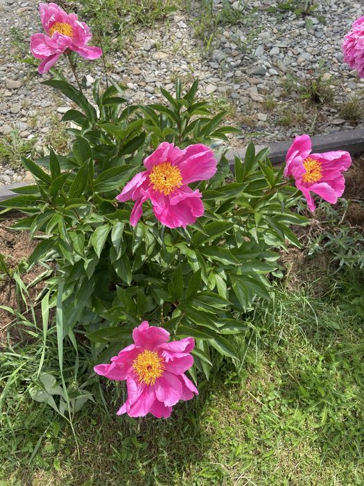 Piwonia peonia lactiflora