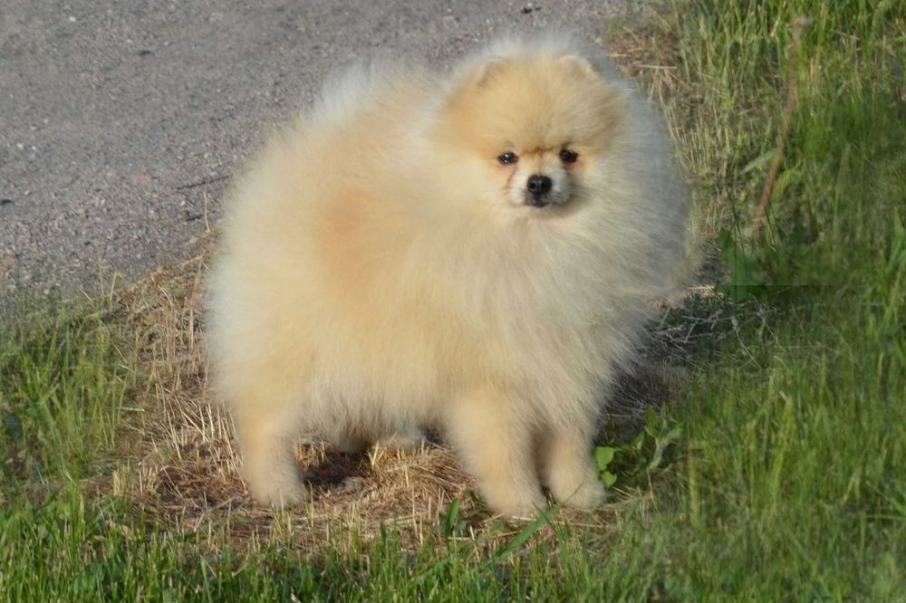 Подрощенный мальчик шпиц 1.5 года.