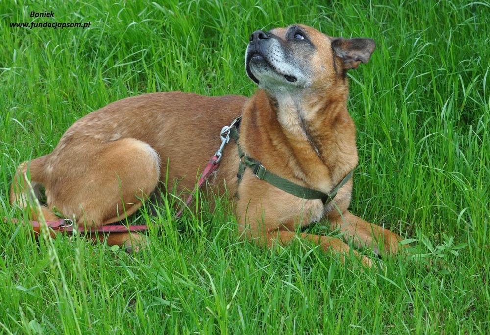 Boniek łagodny senior