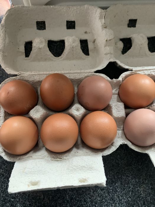 Ovos caseiros ( dúzia)