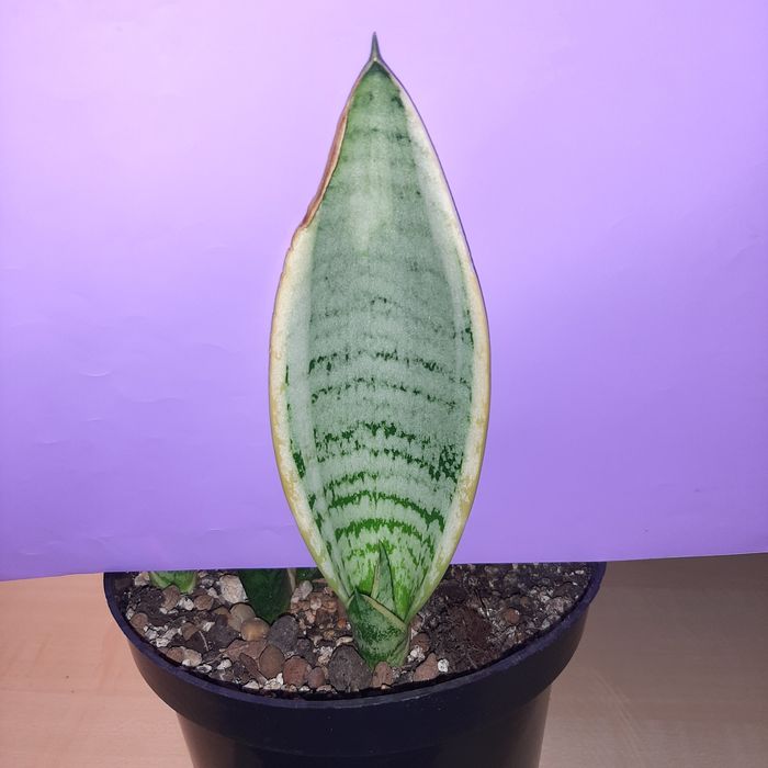 Pearl Young,  Pearl Young