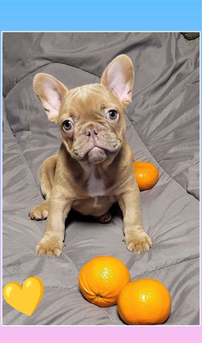 Мальчик бутузик французик