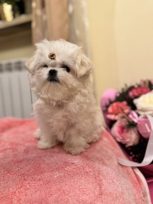 Maltańczyk malutka suczka ZKwP FCI