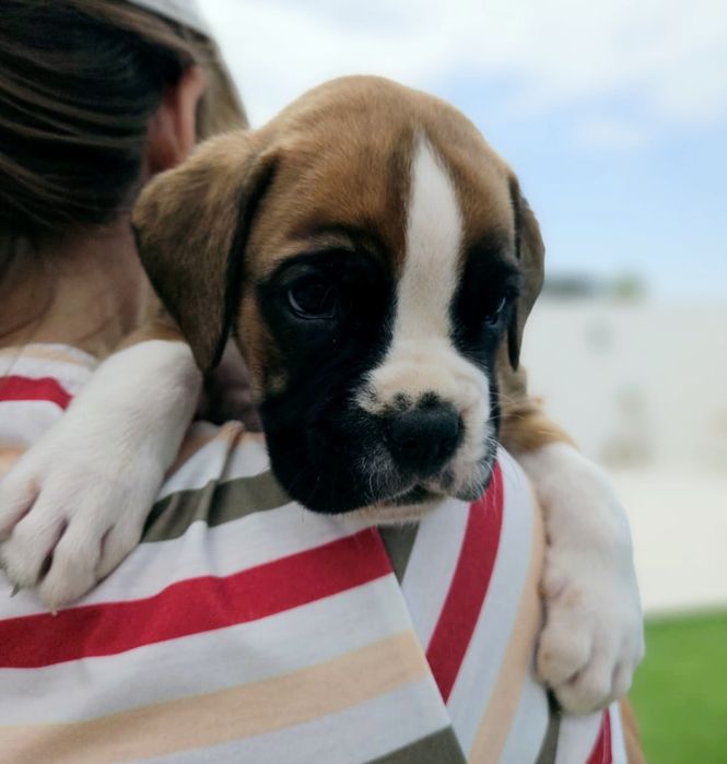 Boxer - Lindo Macho