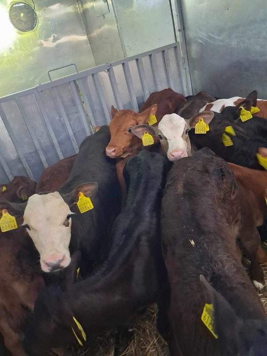 Byczki I jałówki Polskie mięsnych ras