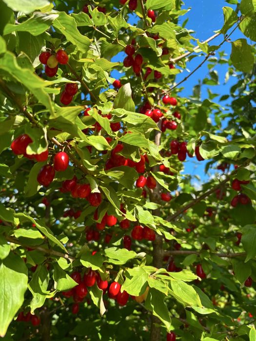 Świeży dereń - 20 zł/kg