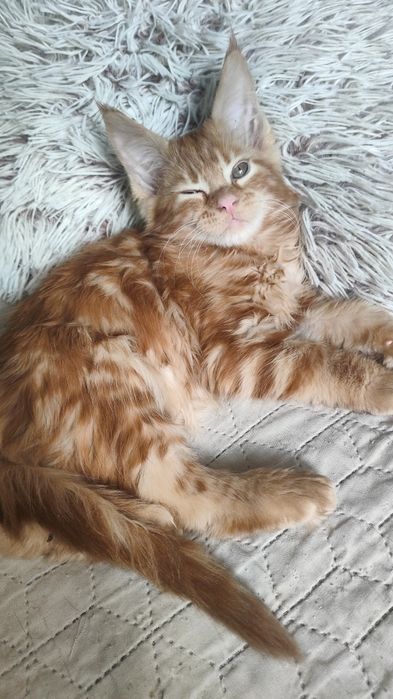 Рыжий красавчик Мейн Кун.