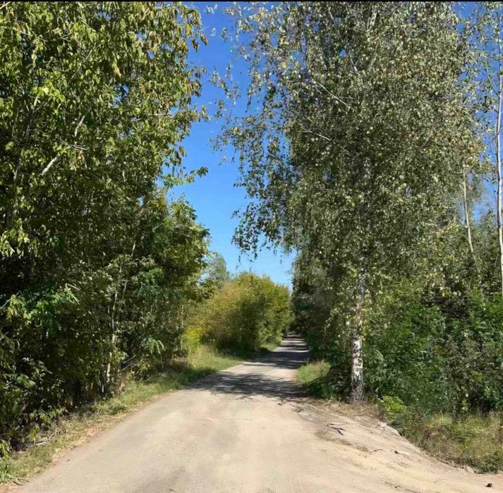 Старі Петрівці, 12 соток, ліс.  Гарне місце.