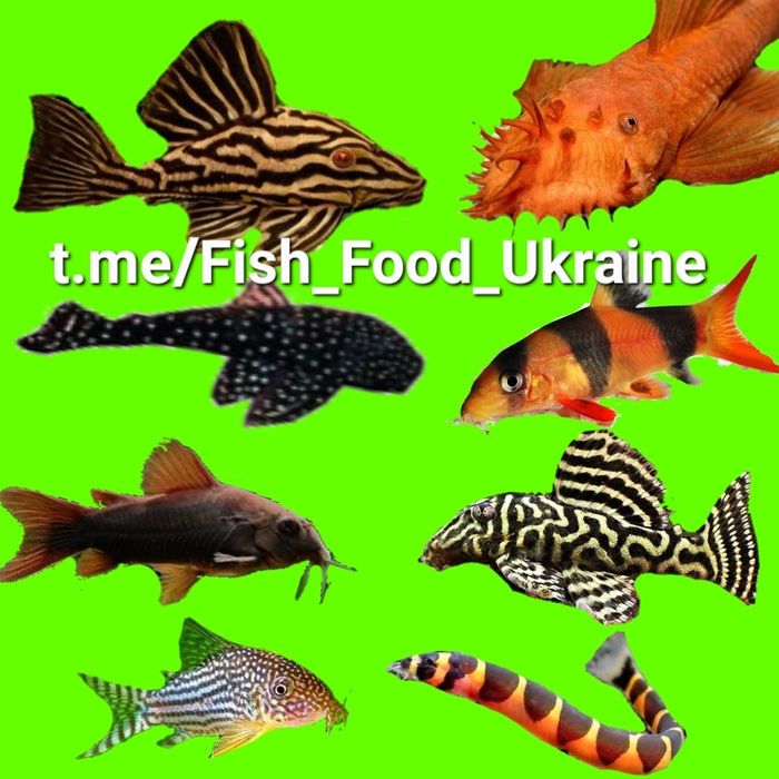 Корм 100грамм для донных рыб креветка рак сом боция акантофтальмус вью