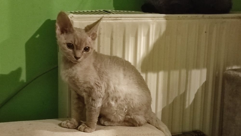 Devon rex Dewonkowe szczescia