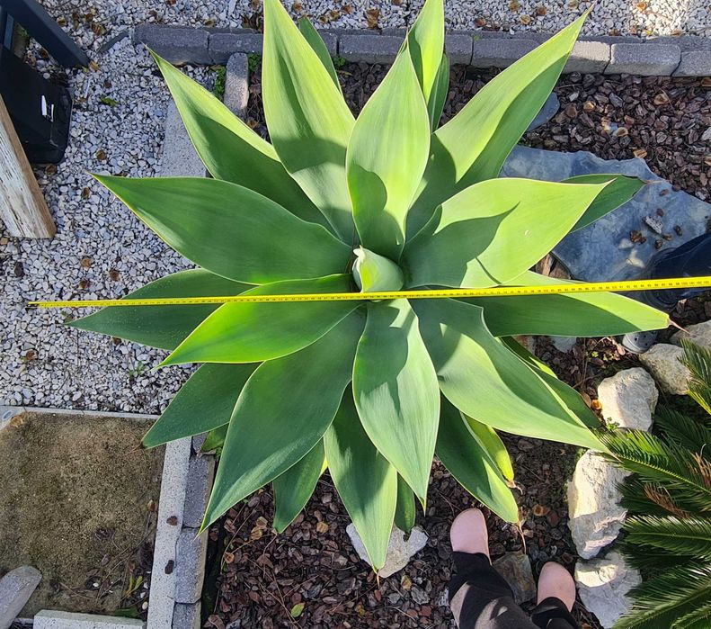 Agave - Planta ornamental de jardim