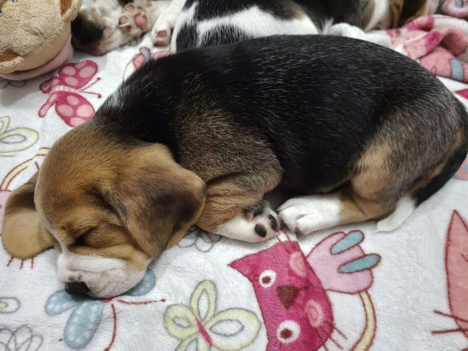 Бігль, цуценята біглята з документами ККУ