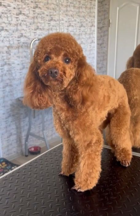 Грумінг для всіх порід собак і котів!