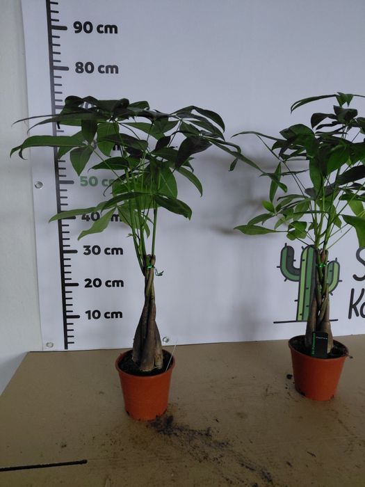 Pachira aquatica, Pachira wodna 70cm WYSYŁKA