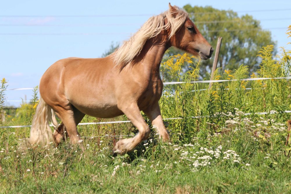 klacz silver bay - GYPSY/IRISH COB (nie tinker)