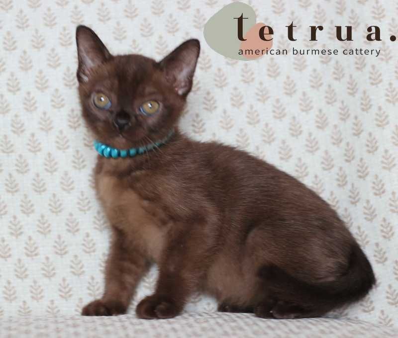 Американская бурма! Мальчик!
