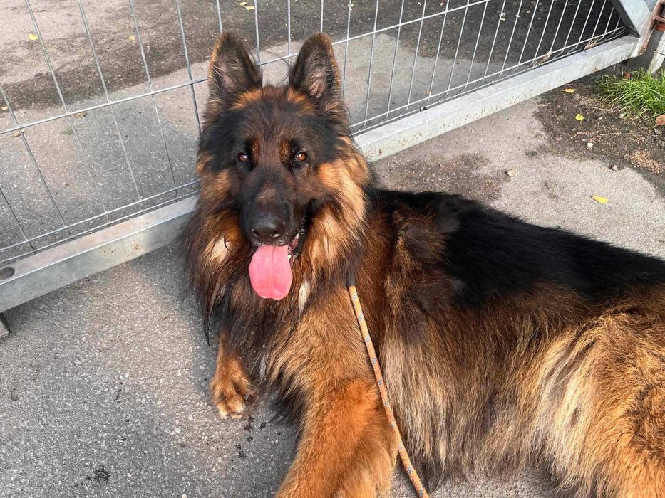 Piękny owczarek Gor poleca się do adopcji